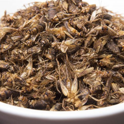 Roasted Crickets Wholesale Edible Insects
